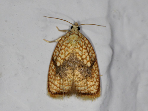 Gul Ahornvikler, Acleris forsskaleana. Gedser, Falster d. 26 juli 2021. Fotograf; Claus Grahndin