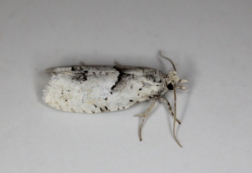 Birkeraklevikler, Epinotia ibilunana. Gedser, Falster d. 29 juni 2021. Fotograf; Claus Grahndin