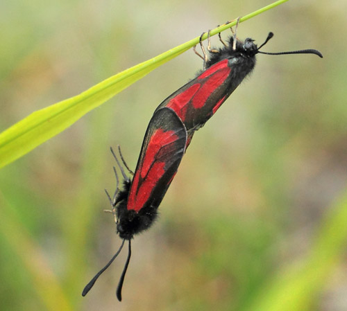 Timiankllesvrmer, Zygaena purpuralis. Hvblege d. 26 juni - 2021. Fotograf: Lars Andersen