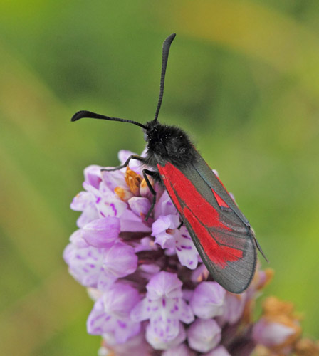 Timiankllesvrmer, Zygaena purpuralis. Hvblege d. 26 juni - 2021. Fotograf: Lars Andersen