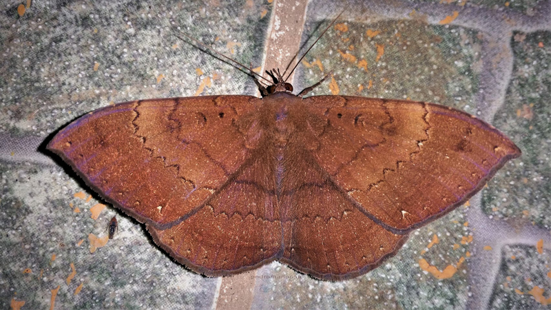 Hemeroblemma opigena (Drury, 1773). Caranavi, Yungas, Bolivia  january 5, 2022. Photographer; Peter Mllmann