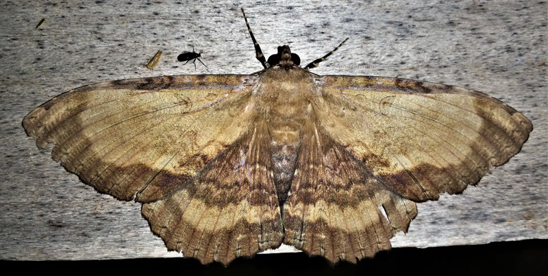 Letis magna (Gmelin, 1790) female. Caranavi, Yungas, Bolivia january 20, 2022. Photographer; Peter Møllmann