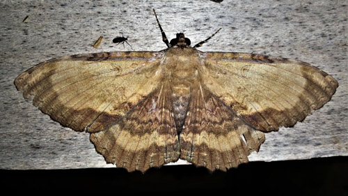 Letis magna (Gmelin, 1790) female. Caranavi, Yungas, Bolivia  january 20, 2022. Photographer; Peter Mllmann