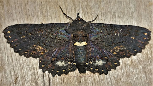 Maybe a Zale peruncta (Guene, 1852) family Erebidae. Caranavi, Yungas, Bolivia december 5, 2021. Photographer; Peter Mllmann