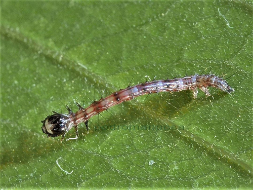 Thysania agrippina, newly hatched caterpillar. Must be the first ever photo of this species.  Caranavi, Yungas, Bolivia January 1, 2022. Photographer; Peter Mllmann