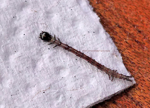 Thysania agrippina, newly hatched caterpillar. Must be the first ever photo of this species.  Caranavi, Yungas, Bolivia December 22, 2021. Photographer; Peter Mllmann