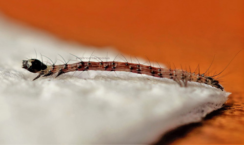 Thysania agrippina, newly hatched caterpillar. Must be the first ever photo of this species.  Caranavi, Yungas, Bolivia December 22, 2021. Photographer; Peter Mllmann