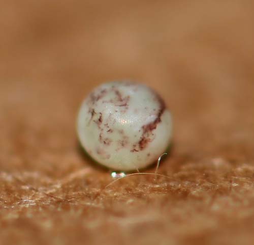 This morning I found 12 eggs laid by my Thysania agrippina females. Caranavi Bolivia Dec. 16, 2021. Photographer; Gottfried Siebel and Nikolaj Kleissl