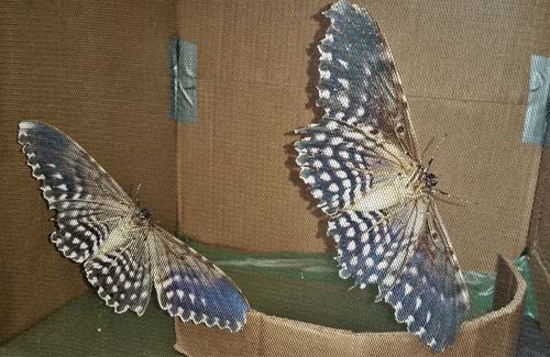 White Witch, Thysania agrippina female no 2. Now together with my first female, both in very good condition. Caranavi, Yungas, Bolivia Dec. 8, 2021. Photographer; Peter Mllmann