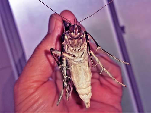 White Witch, Thysania agrippina female no 2. Now together with my first female, both in very good condition. Caranavi, Yungas, Bolivia Dec. 8, 2021. Photographer; Peter Mllmann