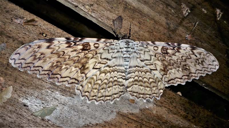 White Witch, Thysania agrippina female no 1. I will try to get some eggs from her. Caranavi, Yungas, Bolivia Dec. 2, 2021. Photographer; Peter Mllmann