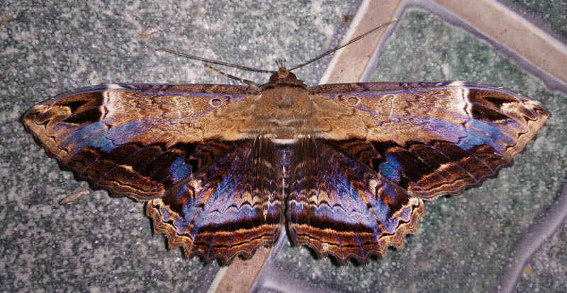 Letis occidua (Linnaeus, 1758). Caranavi, Yungas, Bolivia  december 7, 2021. Photographer; Peter Mllmann