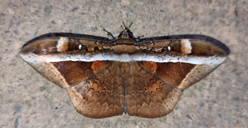 Hemeroblemma opigena (Drury, 1773). Caranavi, Yungas, Bolivia  december 10, 2021. Photographer; Peter Mllmann