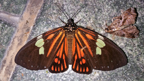 Tiger Moth, Chetone ithrana (Butler, 1871). Caranavi, Yungas, Bolivia  January 5, 2022. Photographer; Peter Møllmann