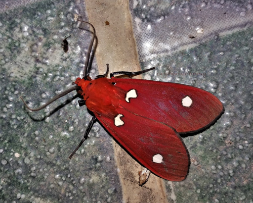 Hyperthaema sanguineata (Walker 1865). Caranavi, Yungas, Bolivia  February 4, 2022. Photographer; Peter Mllmann. ID by James Adams.