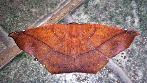 Prochoerodes species. Caranavi, Yungas, Bolivia  February 9, 2022. Photographer; Peter Mllmann. 