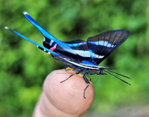 Long-tailed Metalmark, Rhetus arcius ssp. huana (Saunders, 1859). Caranavi, Yungas, Bolivia  november 29, 2021 Photographer;  Peter Mllmann