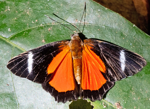 Porvenir, Remanso, Parque Noel Kempff, Bolivia october 1, 2021. Photographer; Gottfried Siebel
