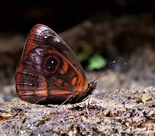 Carias Purplewing, Eunica carias ssp. tenebrosa (Salvin, 1869). Caranavi Highlands 1600m., Yungas, Bolivia december 8, 2021. Photographer;  Peter Mllmann