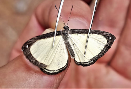 Imelda aenetus (Hewitson, 1874). Caranavi Highlands 1600m., Yungas, Bolivia december 1, 2021. Photographer; Peter Møllmann