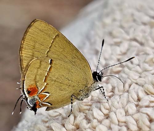 Mimas Groundstreak, Calycopis mimas (Godman & Salvin, 1887) or Atnius Groundstreak, Calycopis atnius (Herrich-Schäffer, 1853). Caranavi Highlands 1600m., Yungas, Bolivia december 1, 2021. Photographer; Peter Møllmann