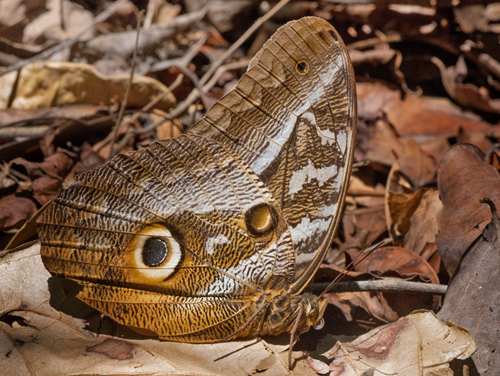 Idomeneus giant owl, Caligo idomeneus (Linnaeus, 1758). Florida, Parque Noel Kempff, Bolivia september 25.-28, 2021. Photographer; Gottfried Siebel