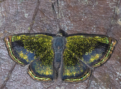 Sponsa Metalmark, Caria sponsa (Staudinger, 1887).  Piedras Blancas y Agua de la Vida, Bolivia 22.-27. Julio 2021. Photographer; Gottfried Siebel 