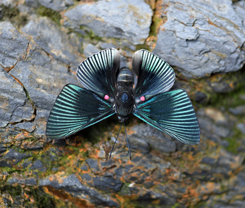 Caranavi Valley 800m., Yungas, Bolivia december 11, 2021. Photographer;  Nikolaj Kleissl