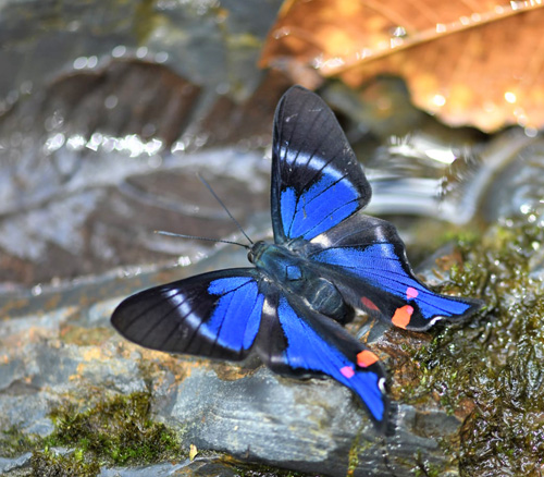 Caranavi Valley 800m., Yungas, Bolivia december 11, 2021. Photographer;  Nikolaj Kleissl