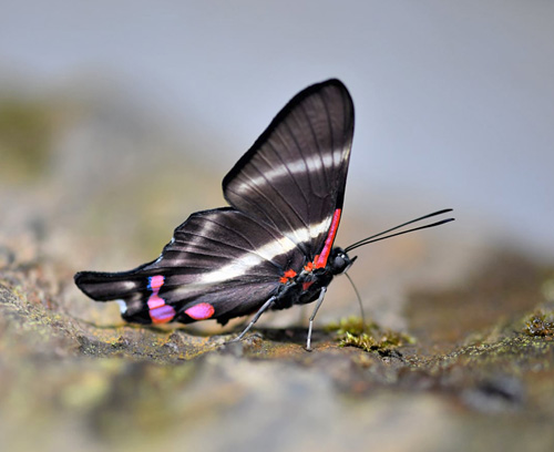 Caranavi Valley 800m., Yungas, Bolivia december 11, 2021. Photographer;  Nikolaj Kleissl