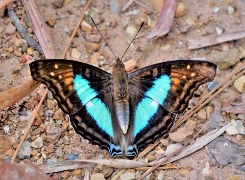 Turquoise Emperor, Doxocopa laurentia ssp. cherubina. Caranavi highlands. 1600m., Yungas, Bolivia  november 29, 2021 Photographer;  Peter Mllmann