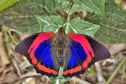 Red Blue Shoemaker, Prepona praeneste ssp. buckleyana (Hewitson, 1876). Caranavi Highlands, Yungas, Bolivia  november 21, 20121 Photographer; Peter Mllmann