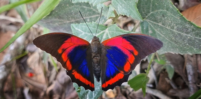 Red Blue Shoemaker, Prepona praeneste ssp. buckleyana (Hewitson, 1876). Caranavi Highlands, Yungas, Bolivia  november 21, 20121 Photographer; Peter Mllmann