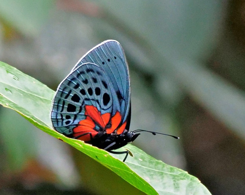 Leprieur's glory, Asterope leprieuri ssp. depuiseti (C. & R. Felder, 1861).  Caranavi Highlands, Yungas, Bolivia  november 21, 20121 Photographer; Peter Mllmann