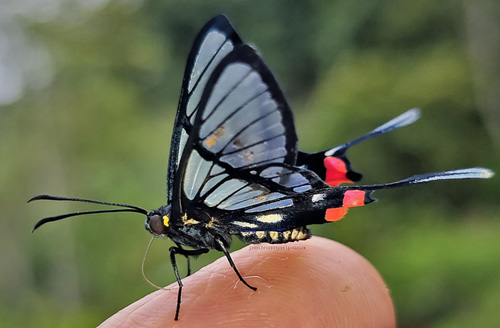 Fabricius Angel, Chorinea octauius with yellow marks behind eyes and on thorax I have not seen before? Caranavi Highlands 1200m., Bolivia December 18, 2021. Photographer; Peter Mllmann