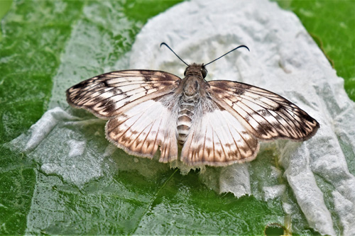 Mylon maimon (Fabricius, 1775). Caranavi Highlands 1200m., Bolivia December 18, 2021. Photographer; Nikolaj Kleissl