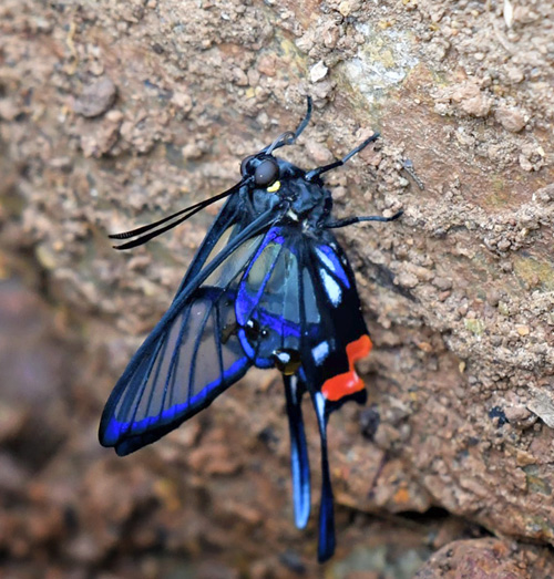 Fabricius Angel, Chorinea octauius with yellow marks behind eyes and on thorax. Caranavi Highlands 1200m., Bolivia December 18, 2021. Photographer; Nikolaj Kleissl