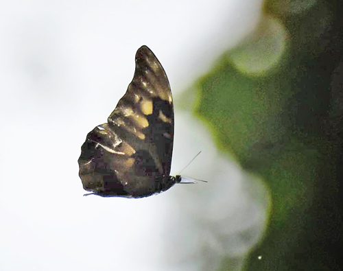 Sickle-winged Morpho, Morpho rhetenor (Cramer, 1775). Caranavi Valley 800m., Yungas, Bolivia December 23, 2021. Photographer; Nikolaj Kleissl