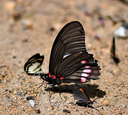 Anchises cattleheart, Parides anchises ssp. etias (Rothschild & Jordan, 1906). Caranavi Highlands 1200m., Bolivia December 28, 2021. Photographer; Nikolaj Kleissl