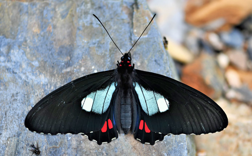 Anchises cattleheart, Parides anchises ssp. etias (Rothschild & Jordan, 1906). Caranavi Highlands 1200m., Bolivia December 28, 2021. Photographer; Nikolaj Kleissl