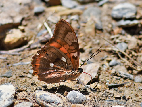 Red Blue Shoemaker, Prepona praeneste ssp. buckleyana (Hewitson, 1876).  Caranavi Highlands 1200m., Bolivia December 28, 2021. Photographer; Nikolaj Kleissl