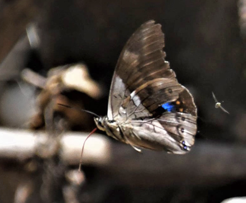 Chromus Leafwing, Archaeoprepona chromus (Gurin-Mnville, 1844).  Caranavi Highlands 1000 - 1200m., Bolivia December 30, 2021. Photographer; Nikolaj Kleissl