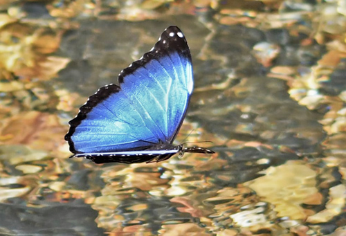 Marbled Morpho, Morpho deidamia ssp. electra (Rber, 1903). Caranavi Highlands 1200m., Bolivia December 30, 2021. Photographer; Nikolaj Kleissl