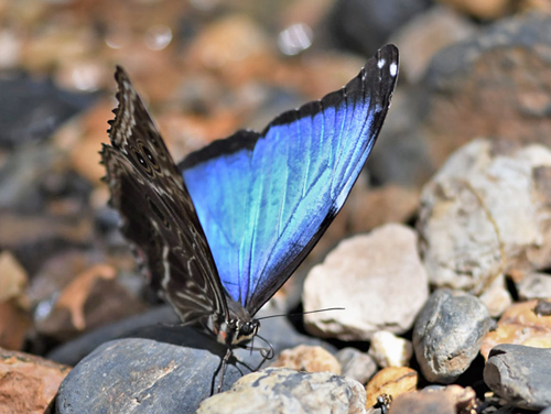 Marbled Morpho, Morpho deidamia ssp. electra (Rber, 1903). Caranavi Highlands 1200m., Bolivia December 30, 2021. Photographer; Nikolaj Kleissl