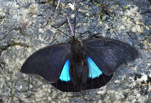 Chromus Leafwing, Archaeoprepona chromus (Gurin-Mnville, 1844).  Caranavi Highlands 1000 - 1200m., Bolivia December 30, 2021. Photographer; Nikolaj Kleissl