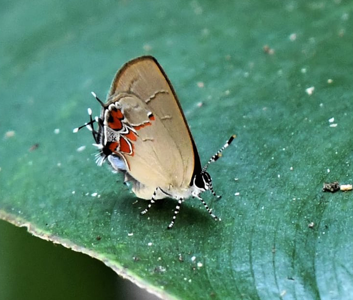 Origo Groundstreak, Calycopis origo (Godman & Salvin, 1887). Caranavi Highlands, Yungas, Bolivia January 10, 2022. Photographer; Nikolaj Kleissl