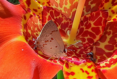 Strymon megarus (Godart, 1824). Coroico Viejo y Ecovia 2000 m.,, Bolivia january 1, 2022. Photographer; Gottfried Siebel