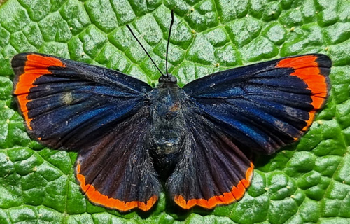 Strymon megarus (Godart, 1824). Coroico Viejo y Ecovia 2000 m.,, Bolivia january 1, 2022. Photographer; Gottfried Siebel