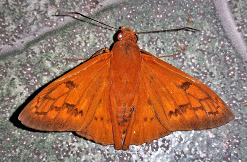 Dark-cheeked Scarlet-eye, Bungalotis astylos (Cramer, 1780) male, came to my moth lamp. Caranavi Valley 628m., Yungas, Bolivia January 5, 2022. Photographer; Peter Mllmann