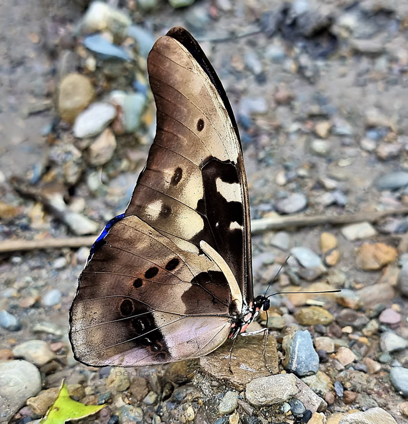 Sickle-winged Morpho, Morpho rhetenor (Cramer, 1775). Rio Broncini, Caranavi Valley 800m., Yungas, Bolivia January 3, 2022. Photographer; Peter Mllmann